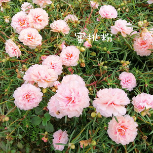 极速重瓣向日葵苗带根带s花苞盆栽进口多色宿根枝条大花庭院阳台