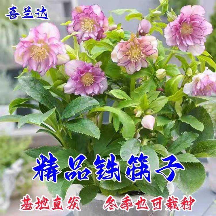 铁筷子圣诞玫瑰花种子多年生花苗宿根庭院花耐寒植物室内花卉好养