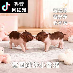 泰国迷你小香猪活体长不大宠物猪小型可爱萌宠网红幼崽活物猪