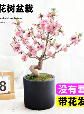 招桃花盆栽活树苗带花苞观赏中华寿星桃老桩真桃客厅卧室内风水树
