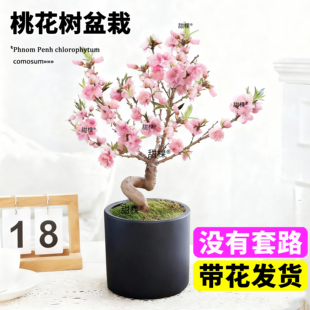 招桃花盆栽活树苗带花苞观赏中华寿星桃老桩真桃客厅卧室内风水树