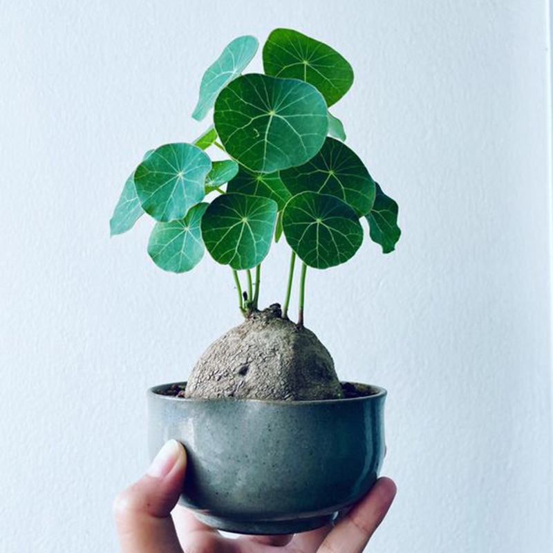 山乌龟爬藤植物掌上盆景土培绿植