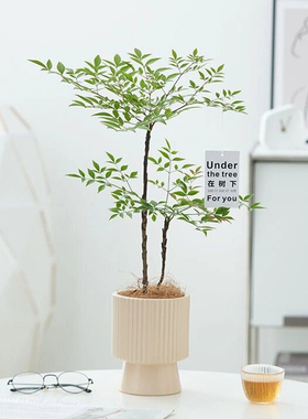 火焰南天竹水养盆栽树苗客厅水培带根真花卉落地盆景绿植物耐寒热