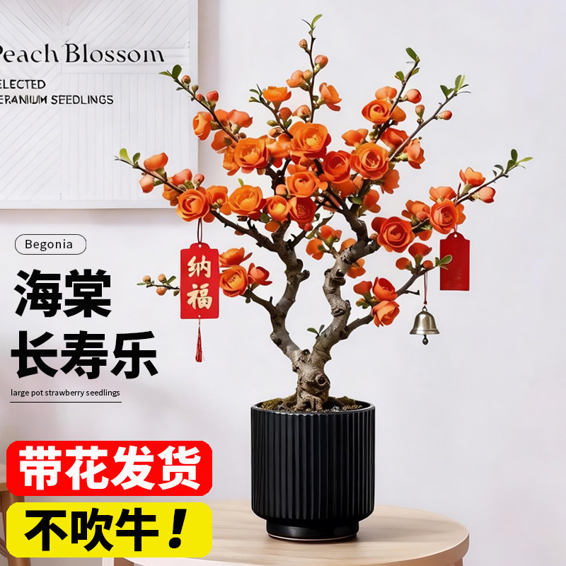 长寿乐海棠花盆栽带花苞老桩四季树苗开花盆景花卉绿植物室内阳台