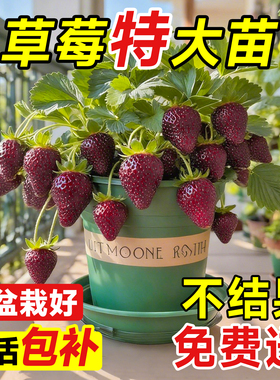 黑珍珠草莓盆栽苗秧带果真红美玲四季结果优质新苗特大号阳台果树