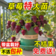 黑珍珠草莓盆栽苗秧带果真红美玲四季 结果优质新苗特大号阳台果树