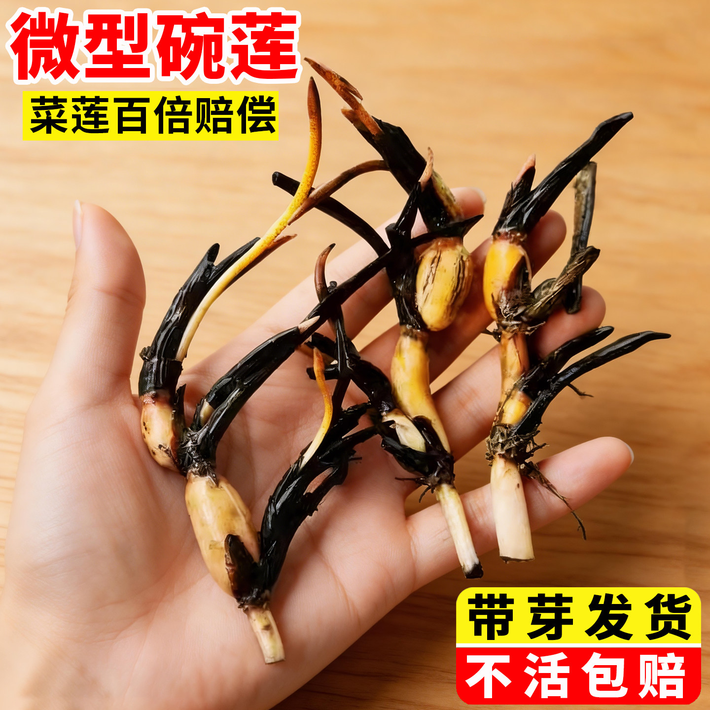 碗莲种藕水培植物带花苞正宗四季苗开花成品盆栽微型迷你莲花种子