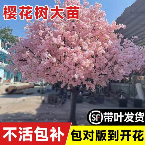 樱花树苗盆栽日本早樱耐寒好养活