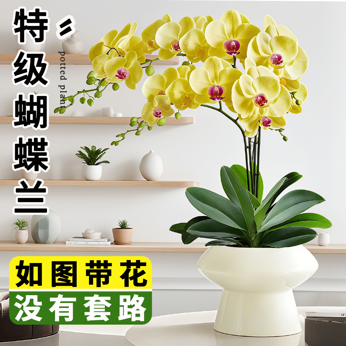 蝴蝶兰盆栽带花苞特大苗