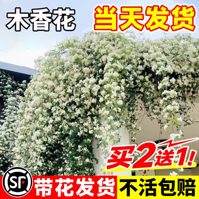 白木香花盆栽树苗四季开花