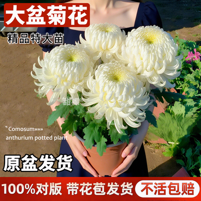 带花苞菊花盆栽特大苗
