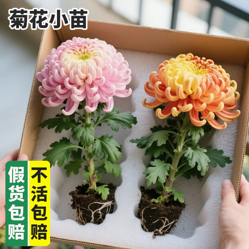 6.8元5棵当年开花菊花小苗