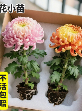 菊花小苗盆栽带花苞大花苗九月菊好养四季室内开花卉耐寒植物庭院