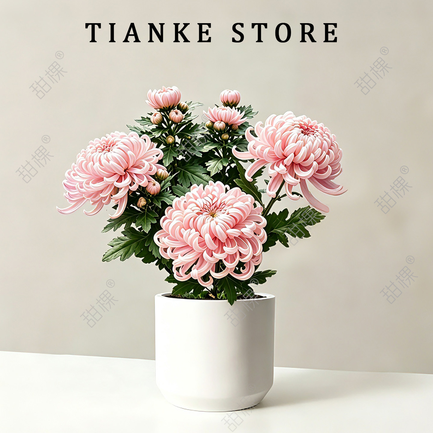 特大菊花苗盆栽带花苞祭鲜花九月菊千头菊四季庭院阳台开花卉耐寒
