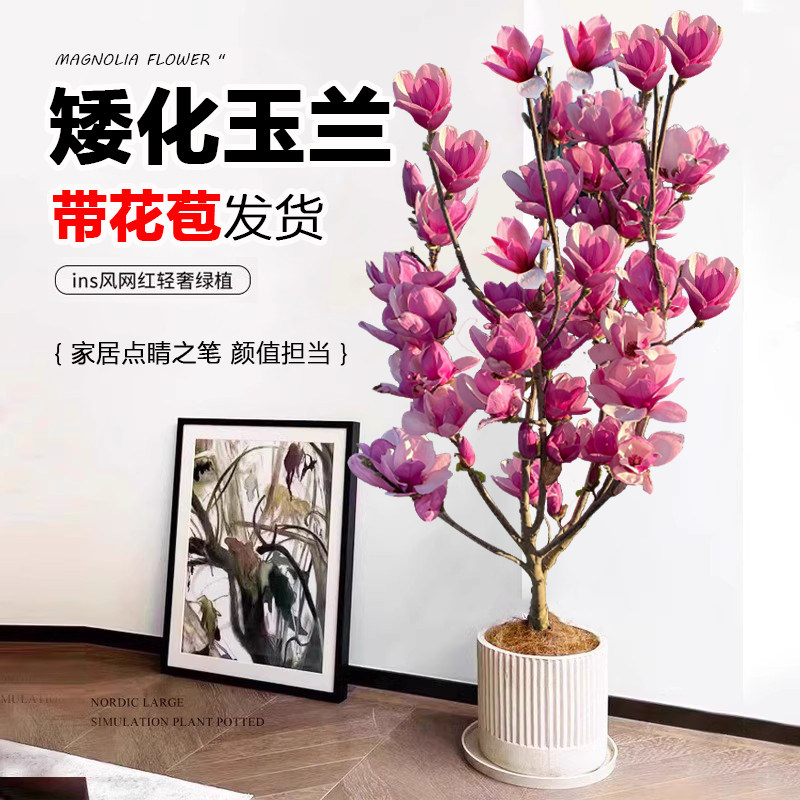 玉兰花树苗盆栽矮化紫红玉兰带花苞四季庭院开花卉南北方耐寒植物