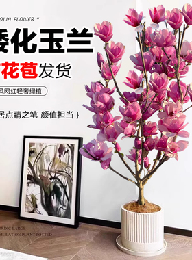 玉兰花树苗盆栽矮化紫红玉兰带花苞四季庭院开花卉南北方耐寒植物