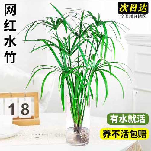 水竹植物水培带根鱼缸鱼塘