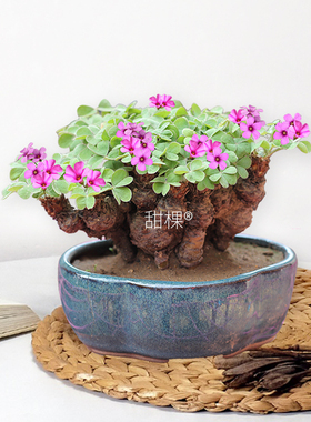 三叶草老桩盆景酢浆草种球炸酸浆草四季盆栽开花苗幸运紫色叶种子