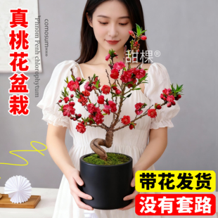 桃花树活苗盆栽带花苞招桃花运花卉客厅卧室内风水植物观赏四季花