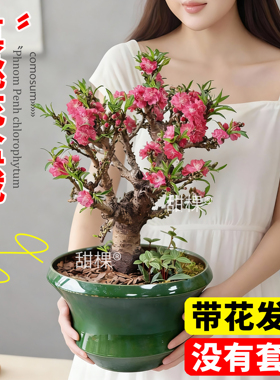 桃花树活苗招桃花运盆栽观赏带花苞客厅卧室内风水树阳台四季花卉