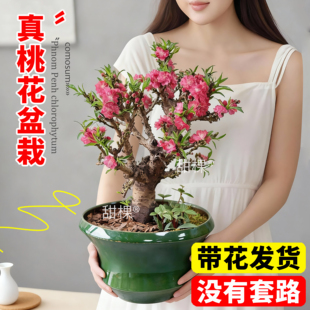 桃花树活苗招桃花运盆栽观赏带花苞客厅卧室内风水树阳台四季花卉