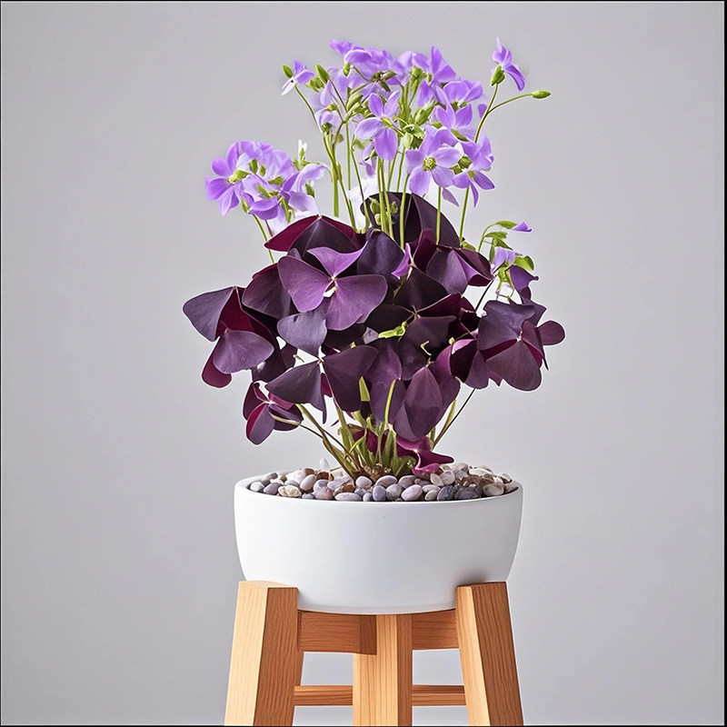 紫叶酢浆草盆栽幸运草杂酱草三叶草盆景种球室内阳台四季开鲜花卉