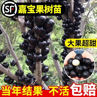 树葡萄苗果树嘉宝果苗