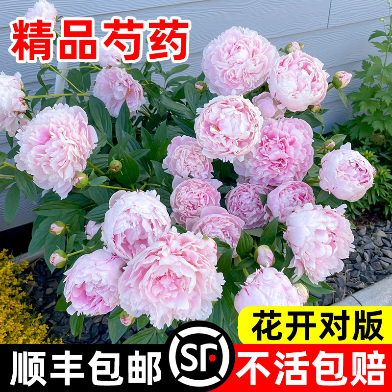 芍药花带花苞发货大苗