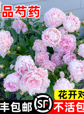 进口芍药花苗重瓣带芽大苗浓香四季开花卉耐寒耐热牡丹花种根植物