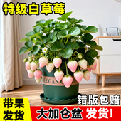 白草莓苗秧四季 结果盆栽带果白奶油特大号牛奶草莓带原盆室内阳台