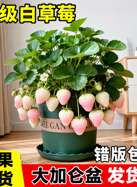 白草莓苗秧四季结果盆栽带果白奶油特大号牛奶草莓带原盆室内阳台