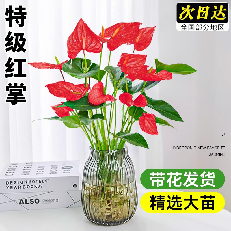 水培红掌盆栽带花大叶大花卉