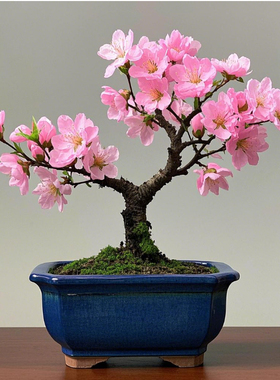桃花树盆栽活苗盆景观赏小型真树四季开种桃花卉招财室内客厅植物