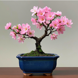 桃花树盆栽活苗盆景观赏小型真树四季开种桃花卉招财室内客厅植物