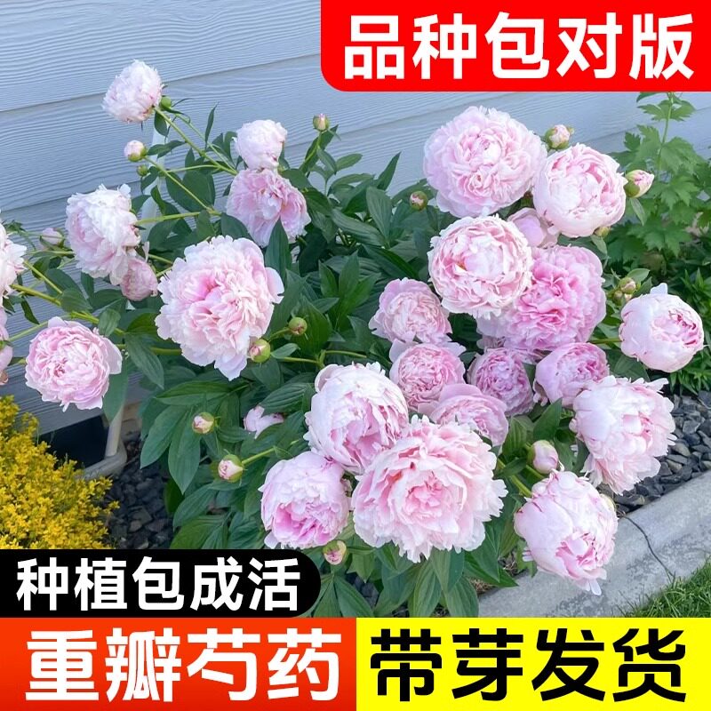 芍药花苗盆栽重瓣带芽种根伊藤耐寒老桩菏泽四季勺药花卉种球庭院
