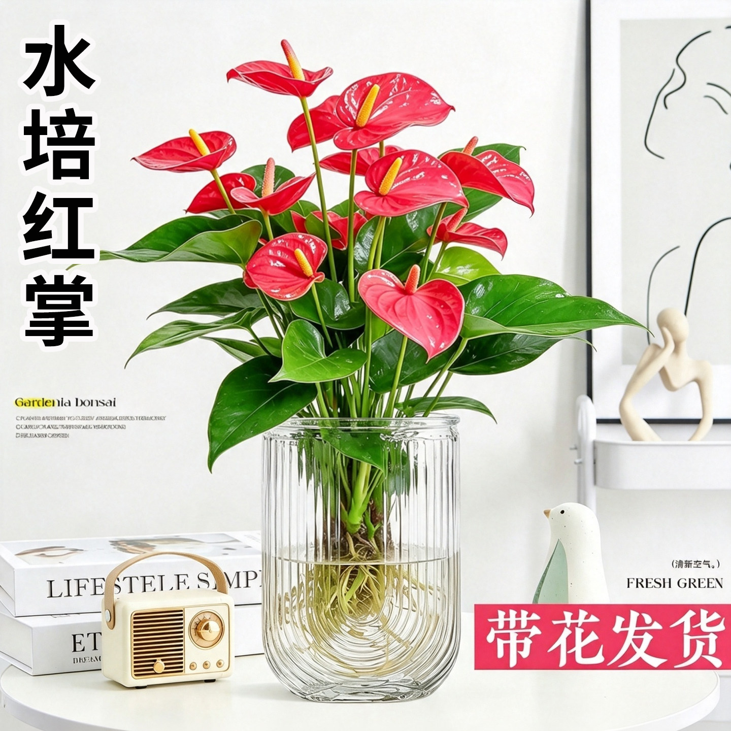 水培红掌盆栽带花大叶大花粉掌易活四季开花卉绿植物办公室内好养