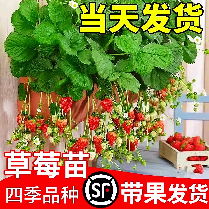 奶油草莓苗盆栽种籽子带盆