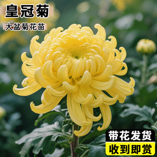 菊花盆栽带花苞大苗黄绣球皇冠菊九月菊千头菊祭鲜花卉耐寒绿植物