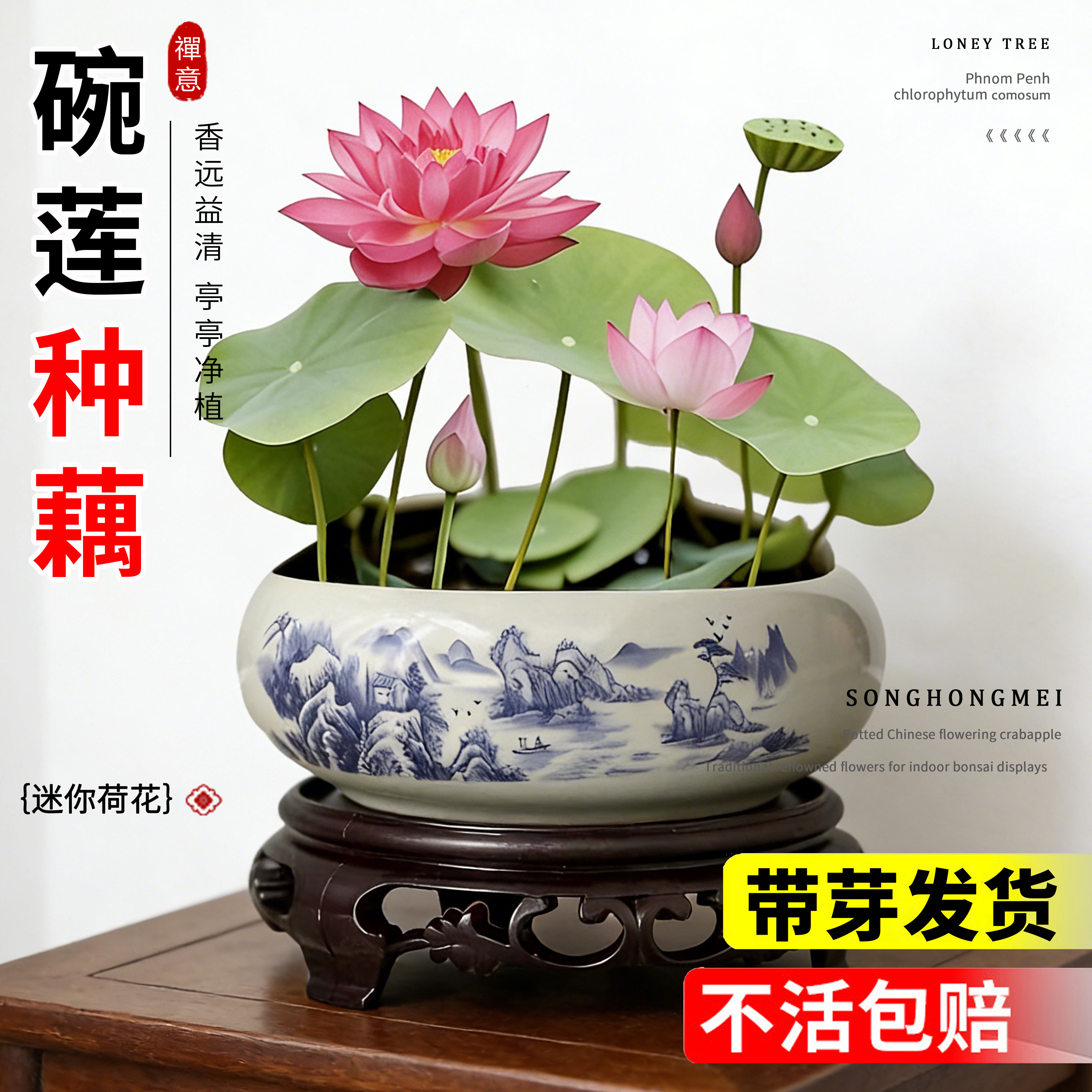 碗莲种藕水培植物带花苞四季成品苗开花盆栽正宗微型迷你莲花种子
