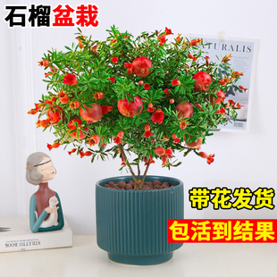 石榴花苗盆栽带花带果发货可食用植物室内花卉绿植四季开好养盆景