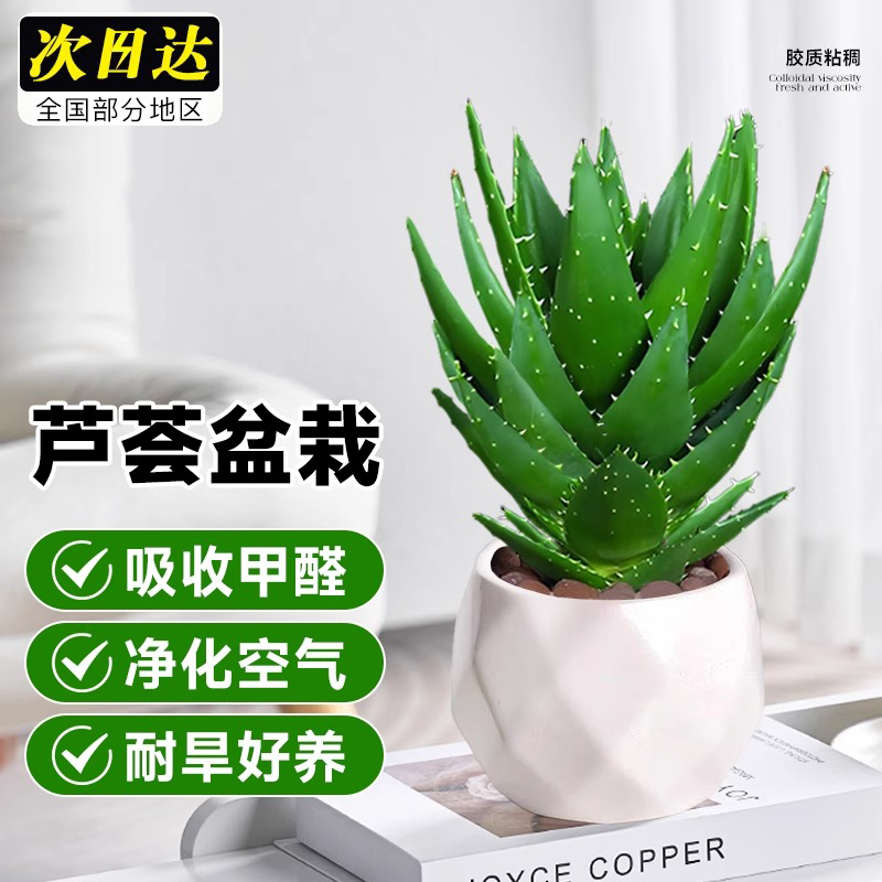 芦荟盆栽美容可食用绿植