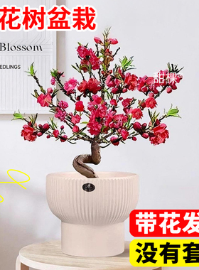 招桃花运盆栽桃花树活苗带花客厅卧室内风水植物四季观赏花卉耐寒