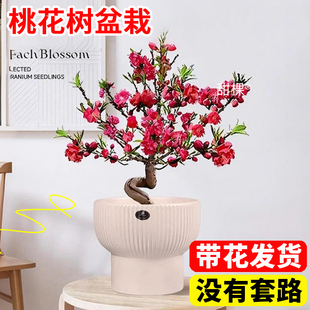 招桃花运盆栽桃花树活苗带花客厅卧室内风水植物四季观赏花卉耐寒