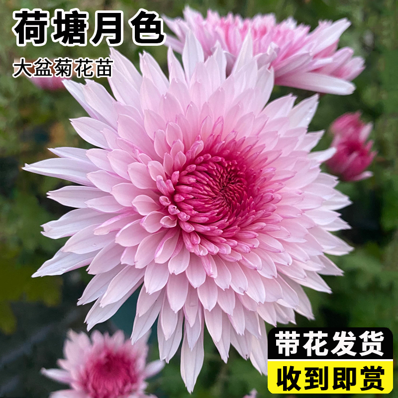带花苞发货荷塘月色大菊花