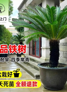 铁树盆栽公母一对大型龙铁树绿植老桩盆景客厅室内大门口工程绿化