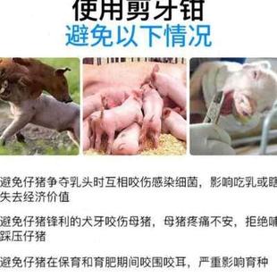 剪齿钳牢固猪场养殖场乳猪剪子乳牙猪崽小型猪仔剪牙钳断牙钳猪用