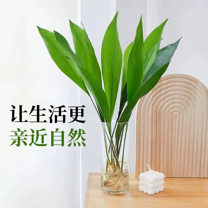 一叶兰盆栽网红水培植物室内四季常青水养绿植客厅懒人好养活植物图片