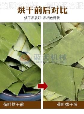 连XTO式荷叶续烘 干机 大型莲叶干荷叶片干燥机网带叶荷茶烘干生