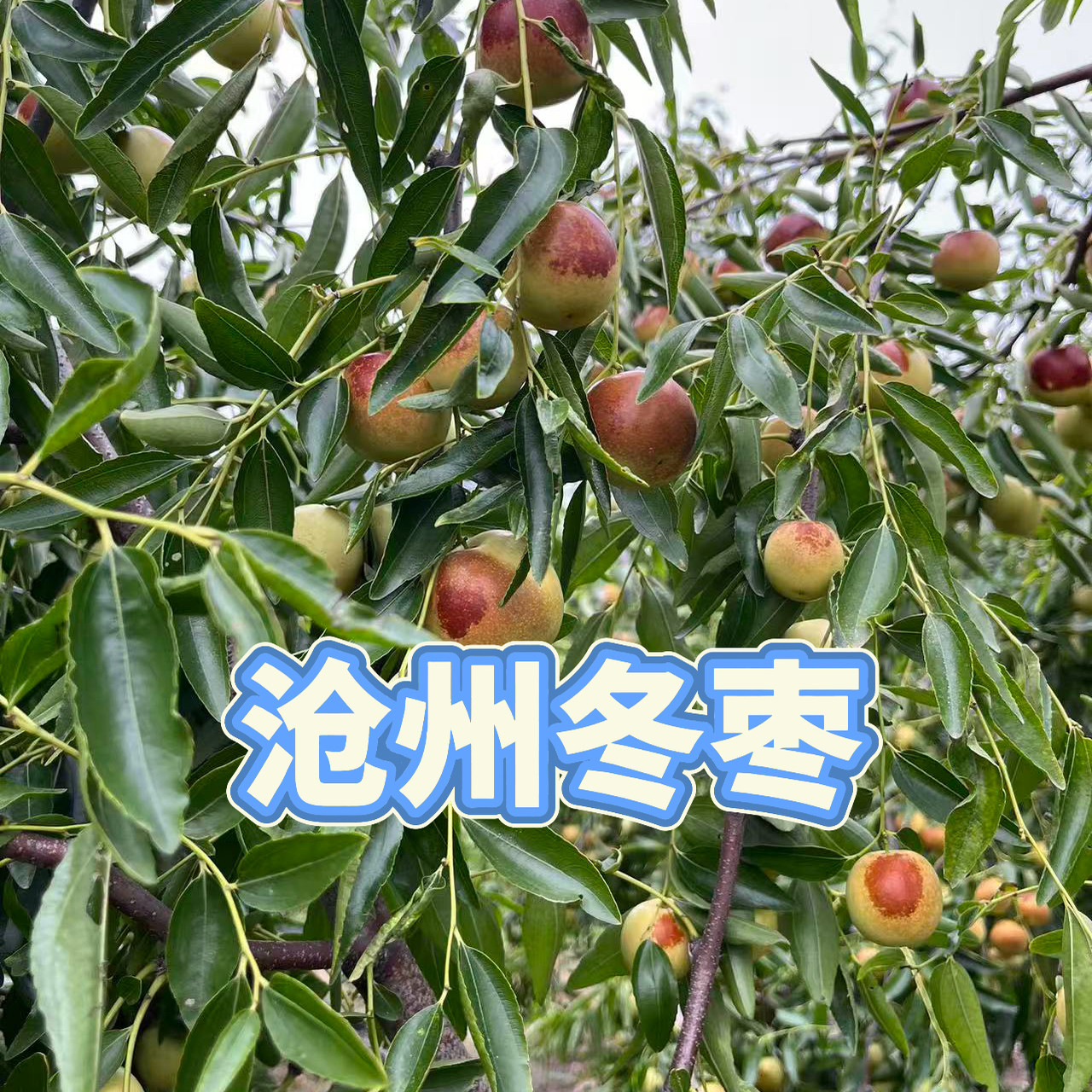 【京东包邮】河北沧州黄骅新鲜果园冬枣香甜可口农家自种现采现发