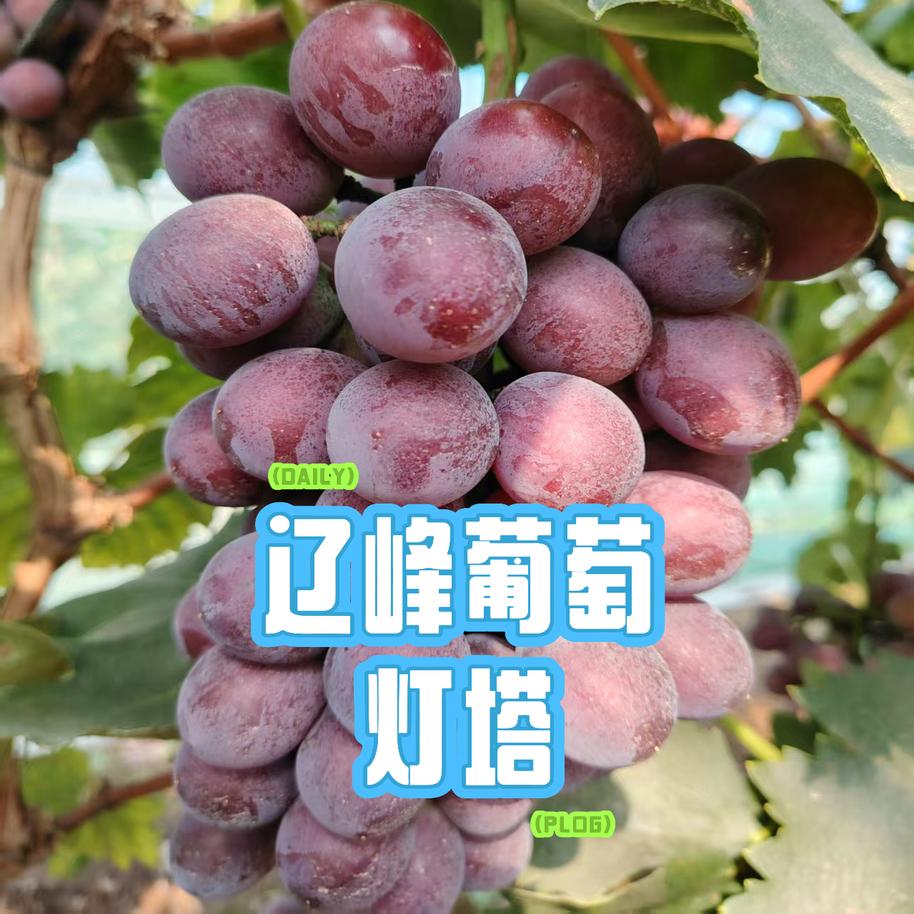 【京东包邮】辽宁灯塔辽峰小镇自种农村辽峰葡萄夏季水果产地直发